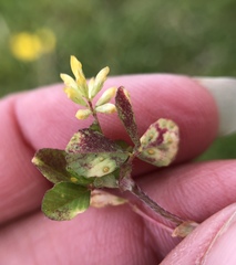 Uromyces trifolii-repentis fallens