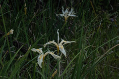 Iris fernaldii