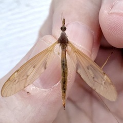 Tipula ultima