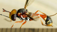 Physocephala australiana