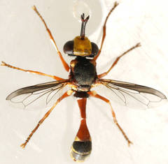 Physocephala australiana