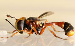 Physocephala australiana