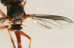 Physocephala australiana