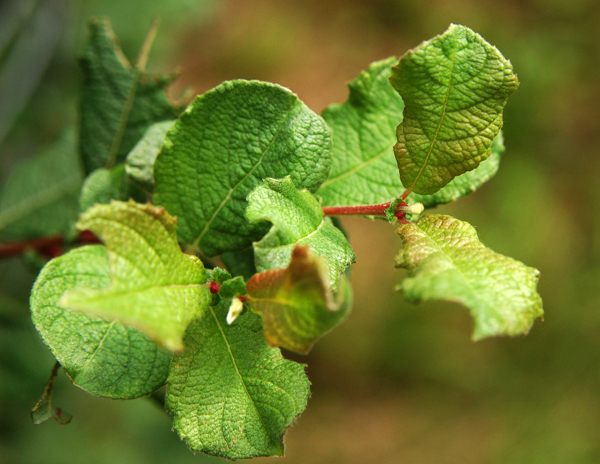 Salix aurita