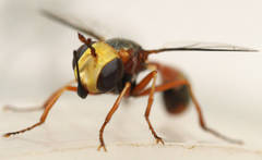 Physocephala australiana