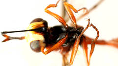 Physocephala australiana