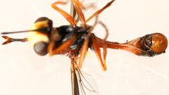 Physocephala australiana