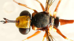 Physocephala australiana