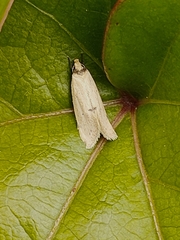 Atalopsis