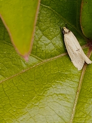 Atalopsis