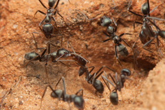 Iridomyrmex mayri