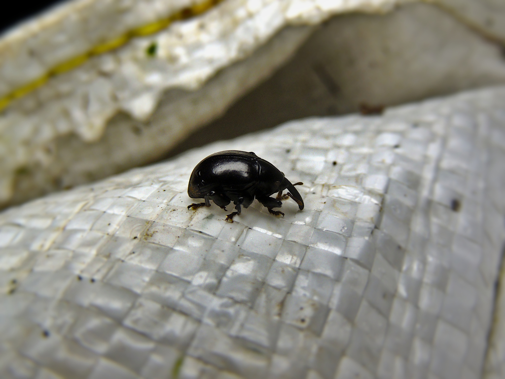 Cleogonus armatus