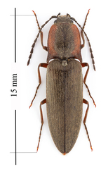 Acteniceromorphus vulneratus