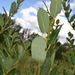 Dark-leaved Willow - Photo (c) Oskar Gran, some rights reserved (CC BY-NC)