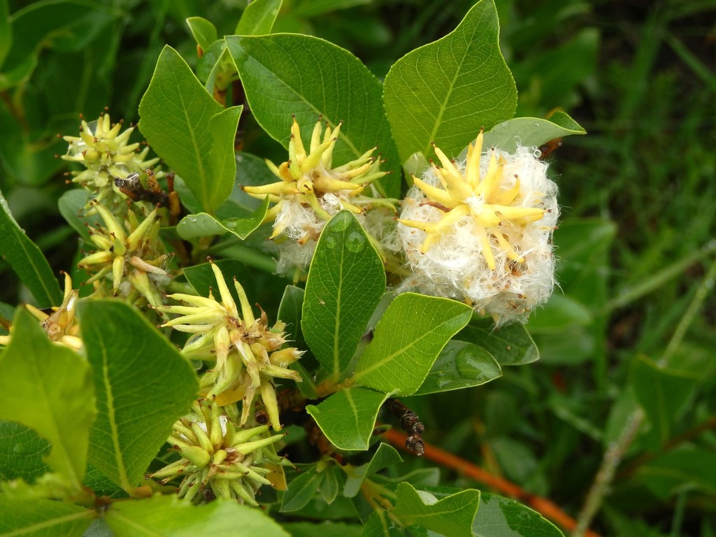 Tea-leaved Willow