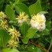 Tea-leaved Willow - Photo (c) fotoculus, some rights reserved (CC BY-NC-SA)