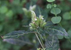 Lepidagathis incurva