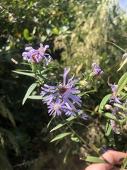 Symphyotrichum novi-belgii elodes