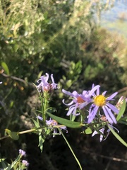 Symphyotrichum novi-belgii elodes
