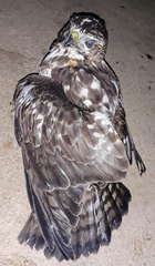 Buteogallus meridionalis