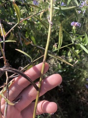 Symphyotrichum novi-belgii elodes