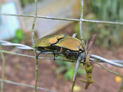 Chalcolepidius aurulentus