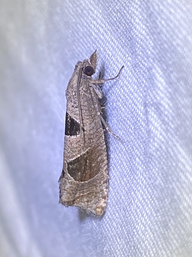 Triangle-backed Pelochrista Moth and Allies photo 4