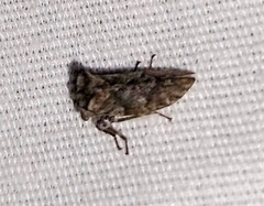 Microcentrus perditus