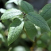 Salix lapponum - Photo (c) Megan Hansen,  זכויות יוצרים חלקיות (CC BY-SA)