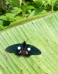 Parides tros