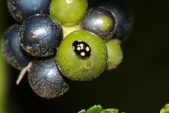 Hyperaspis pantherina