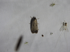 Tathorhynchus exsiccata