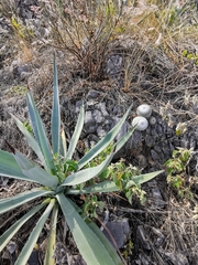 Mammillaria albilanata
