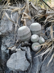 Mammillaria albilanata