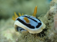 Chromodoris elisabethina