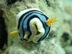 Chromodoris elisabethina