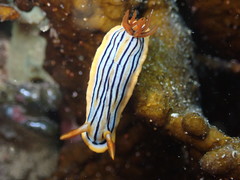 Chromodoris colemani