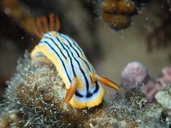 Chromodoris colemani