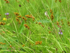 Carex bebbii