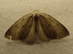 Philedia punctomacularia