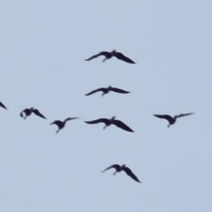 Branta hutchinsii