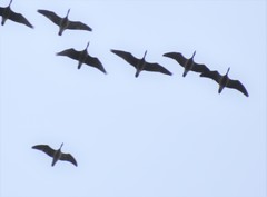 Branta hutchinsii