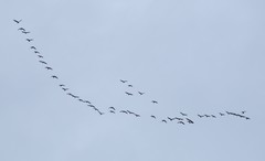 Branta hutchinsii
