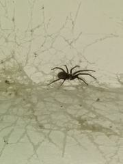 Kukulcania hibernalis