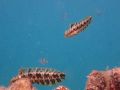 Petroscirtes variabilis