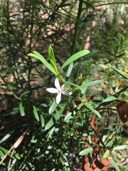 Philotheca myoporoides