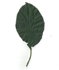 Rhamnus cathartica