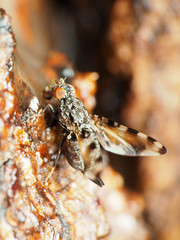 Pseudotephritis vau