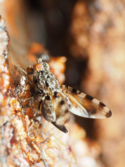 Pseudotephritis vau