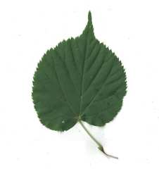 Tilia
